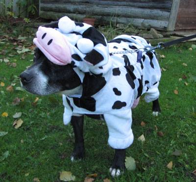 bess cow